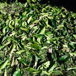 DEGATS POMELOS 9